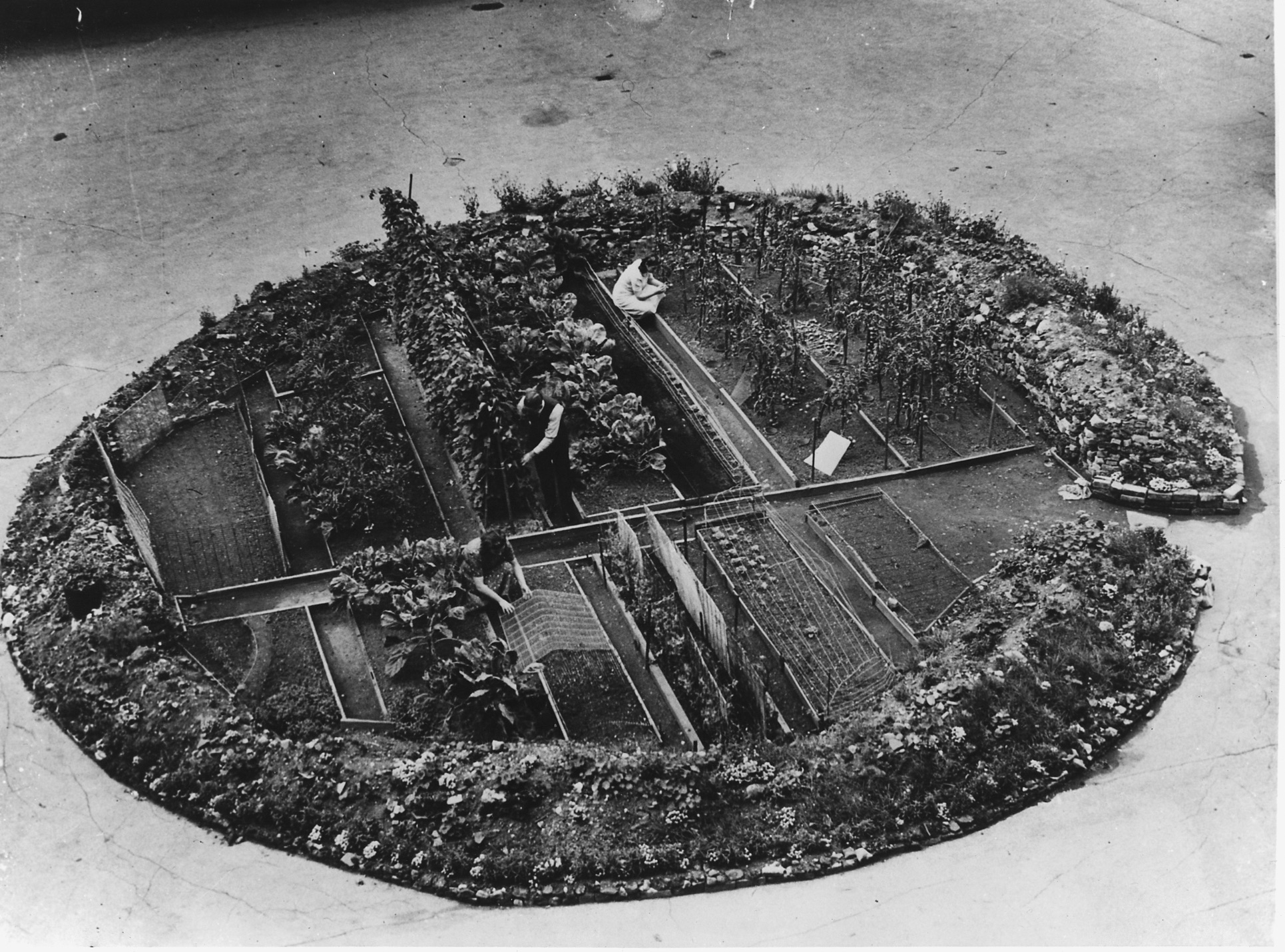 A victory garden in a bomb crater in London during WWII 
